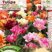 tulipe doubles hatives en melange
